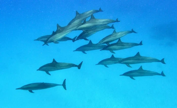 Daily Diving Trips - Image 2
