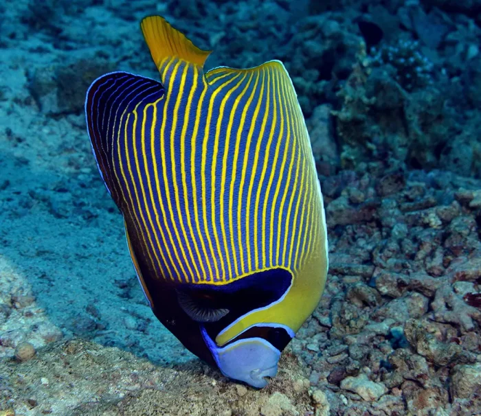 Daily Diving Trips - Image 4