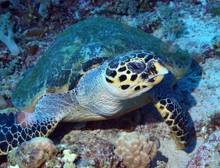 Daily Diving Trips - Image 5