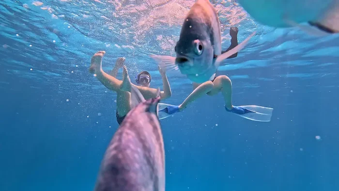 Advanced Snorkeler - Image 14