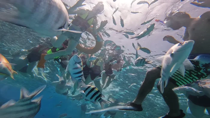 Dolphin Snorkeller