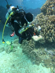 Diving2